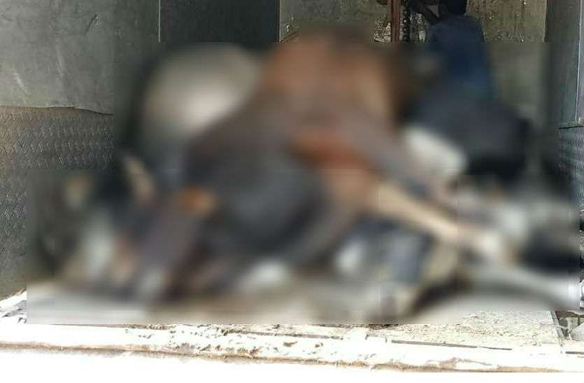 bull सरकारी गौशाला में सांड़ों की मौत, RSS नेता ने मिला दिया उपमुख्यमंत्री को फोन और फिर...