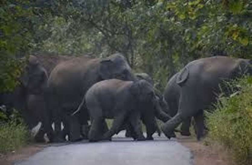 elephants इंसान और जंगली हाथियों की रणभूमि में तब्दील कोडुगू !!!