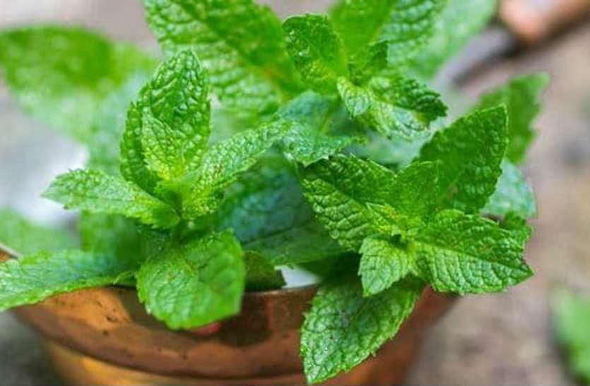 पुदीना गर्मी में गंभीर बीमारियों से बचाएगा पुदीना, कुछ इस तरह करें उपयोग