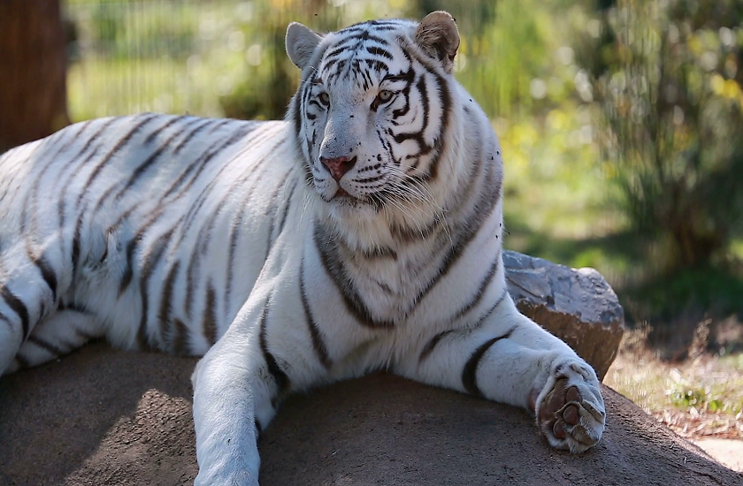 white tiger