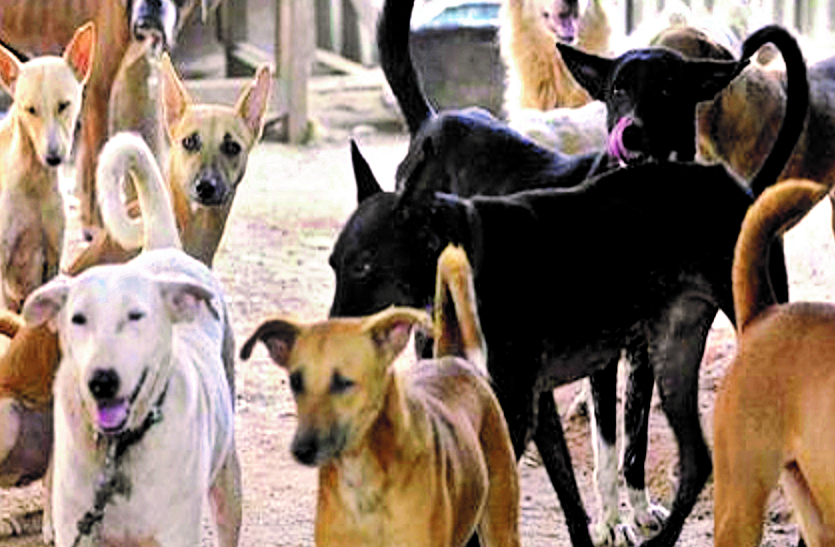 Stray Dogs Latest News - नसबंदी पर सालाना सवा करोड़ खर्च फिर भी 25 हजार से  डेढ़ लाख हो गई आबादी | Patrika News