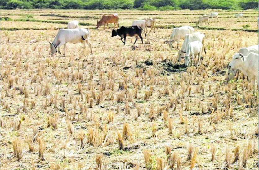 तपती गर्मी से परेशान जनता व मवेशी तपती गर्मी से परेशान जनता व मवेशी