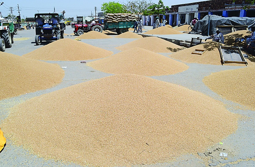 bharatpur सरकारी आदेश पर कम गुणवत्ता के गेहूं की अब होगी खरीद