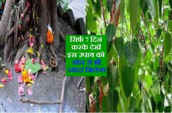 pipal ped ki puja ke achuk upay in hindi हर रोज दिन में केवल दो बार पीपल पेड़ के नीचे चढ़ा दें ये चीज, देवता से पहले पितृ करेंगे हर मनोकामना पूरी
