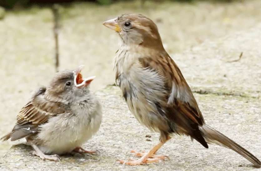 sparrow service गौरैया की सेवा से दूर होते संकट, दाना-पानी देने से आती समृद्धि