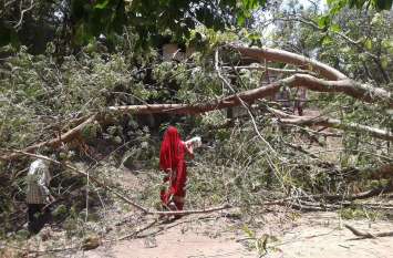 Sandhwa dropped giant tree, no damage फिर एक विशालकाय पेड़ गिरा, गनीमत रही कोई हताहत नहीं हुआ
