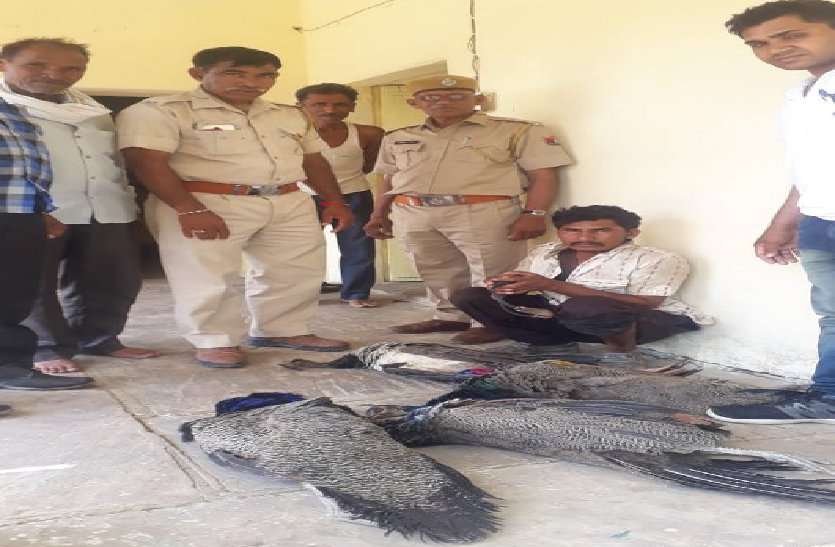 baran ग्रामीणों ने पकड़ा राष्ट्रीय पक्षी मोर का शिकारी