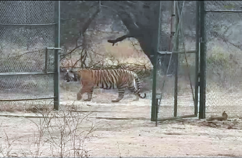 tiger t-24 टाइगर टी-24 की शिफ्टिंग से कुंभलगढ़ में बढ़ेंगे पर्यटक, सैलानी दुर्ग की छत से निहार सकेंगे टाइगर को
