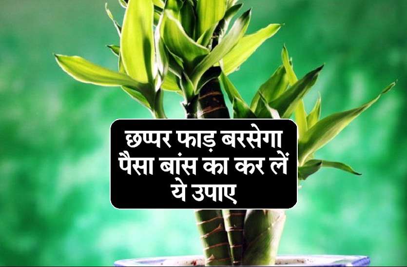 Bamboo feng shui छप्पर फाड़ बरसेगा पैसा,बांस का कर लें ये उपाए