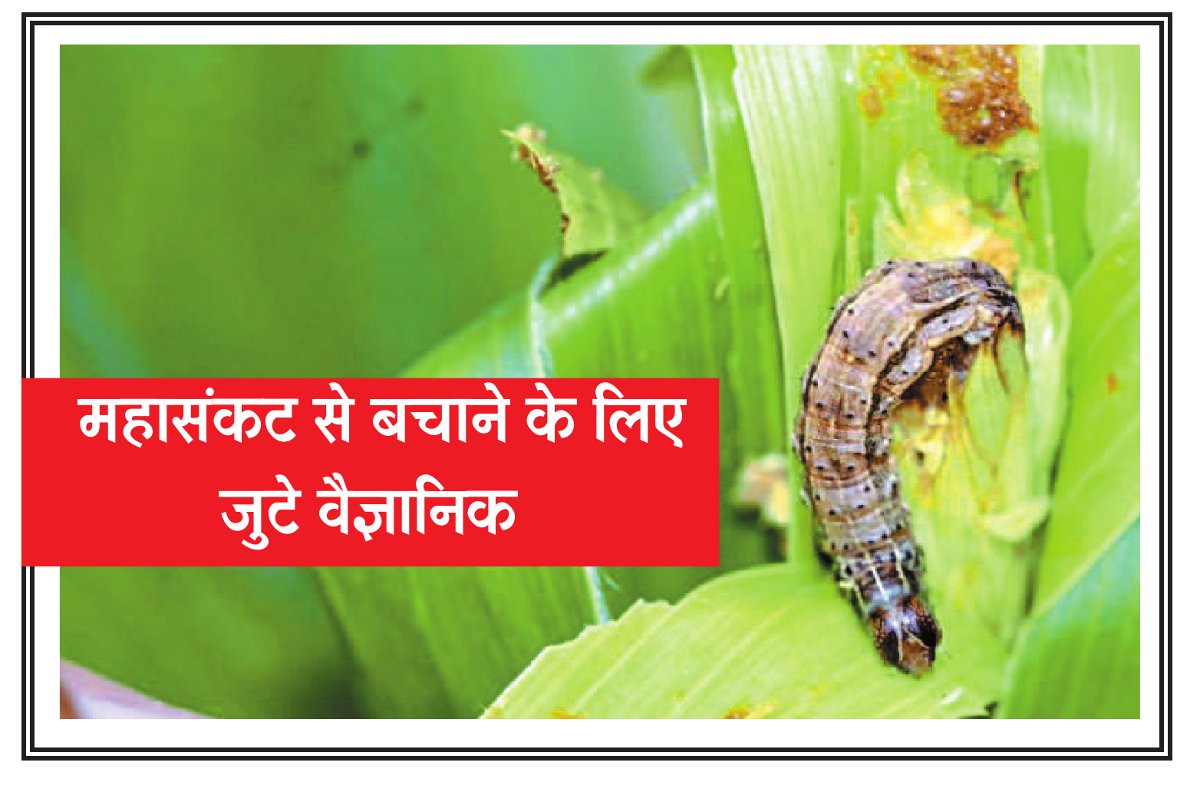 Half the country's crop will be wasted महासंकट: देशभर में फसलों पर खतरे की घंटी