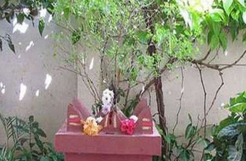 tulsi इस गांव में तुलसी संग ब्याह रचाने रजत पालकी में ठाठ बाट से बजंरग वाटिका पहुंंची ठाकुरजी की बारात