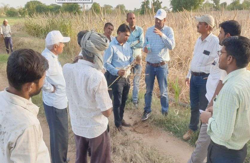 Tips for save crops कीटों के प्रकोप से फसलों के बचाने के लिए कृषि वैज्ञानिकों ने बताए नुस्खे
