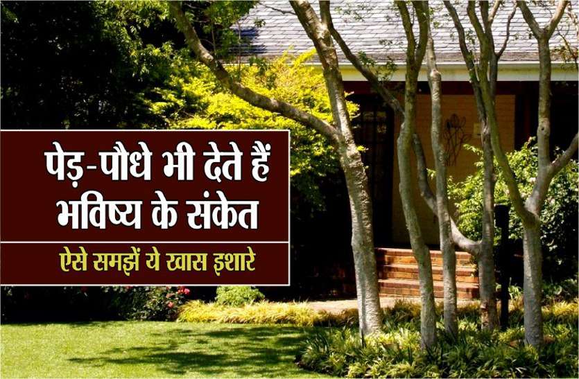 tree Sign आपके घर के आसपास अपने आप उग आए पेड़-पौधे भी देते हैं शुभ-अशुभ संकेत! मिलता है ये फल