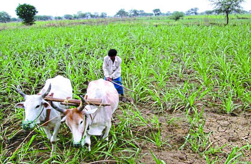 Farmers छत्तीसगढ़ में 25 हजार किसानों के कृषि ऋण अब तक नहीं हुए माफ