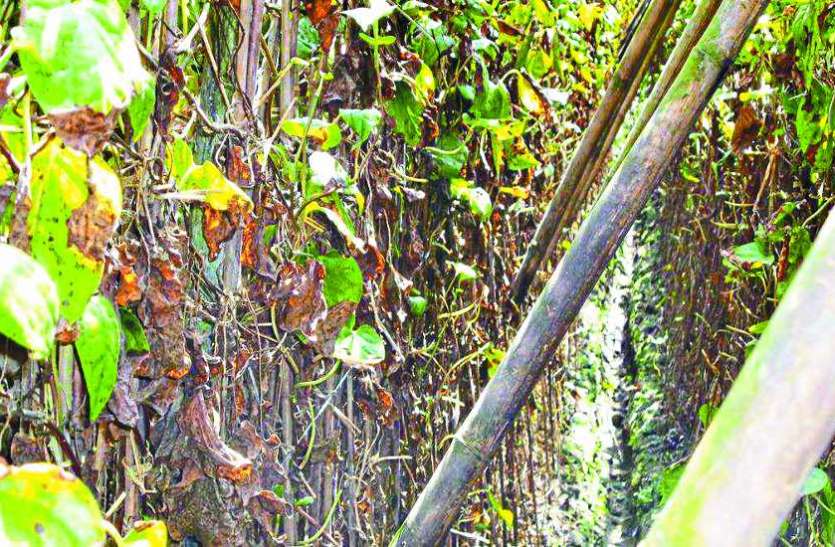 the-heat-of-destroy-bangla-pan गांधीग्राम के बांग्ला पान पर गर्मी की मार, सूख लगीं बेल
