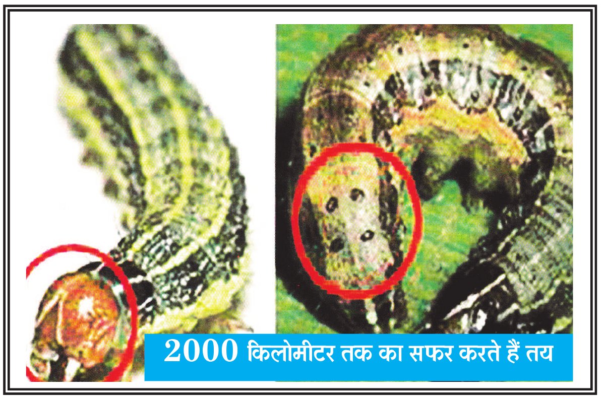 Army worm in india पहचान ही बचा सकती है पूरे देश को इस संकट से