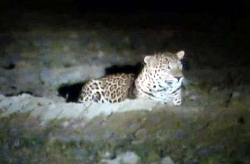 leopard पानी की तलाश में घटारानी मंदिर पहुंचा तेंदुआ, देखें वीडियो