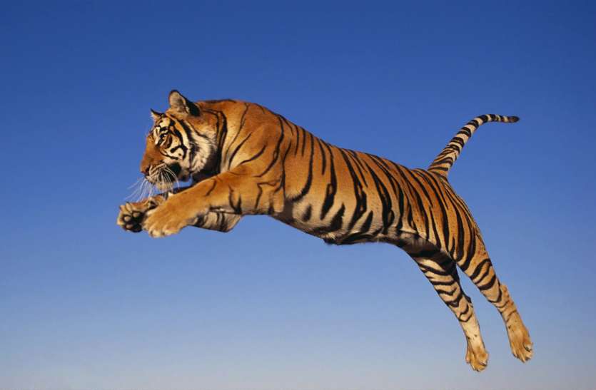 tiger attcak in seoni लाइनमैन पर बाघिन का हमला, परासपानी में दहशत