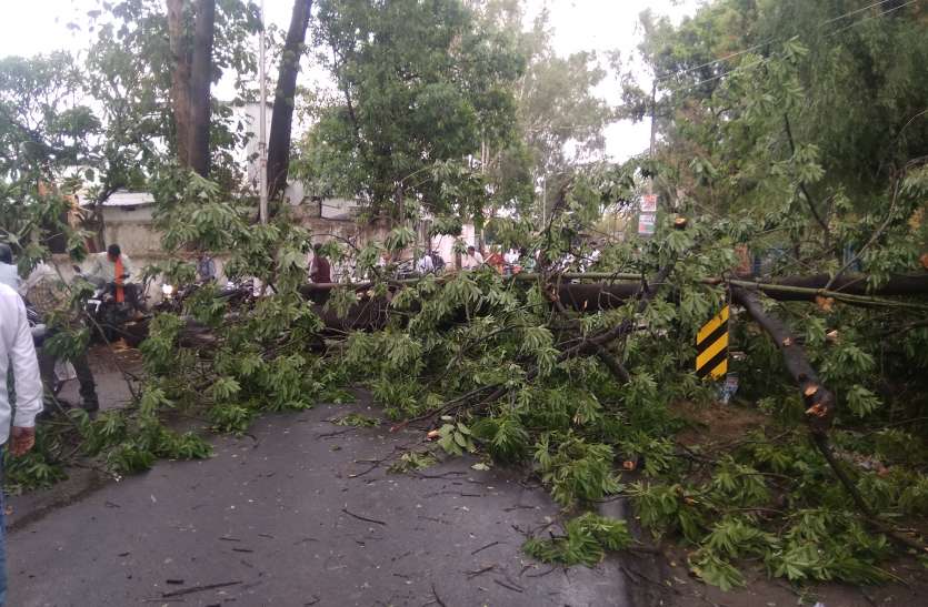 Trees falling in the thunderstorm dark shadow in city तेज आंधी में गिरे पेड़, शहर में छाया अंधेरा, प्री मानसून की बारिश ने मचाई तबाही