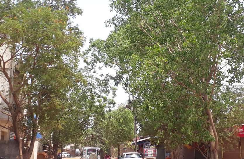 patrika खुलेआम हादसों को न्यौता : खतरा बनी पेड़ों की डालियां....