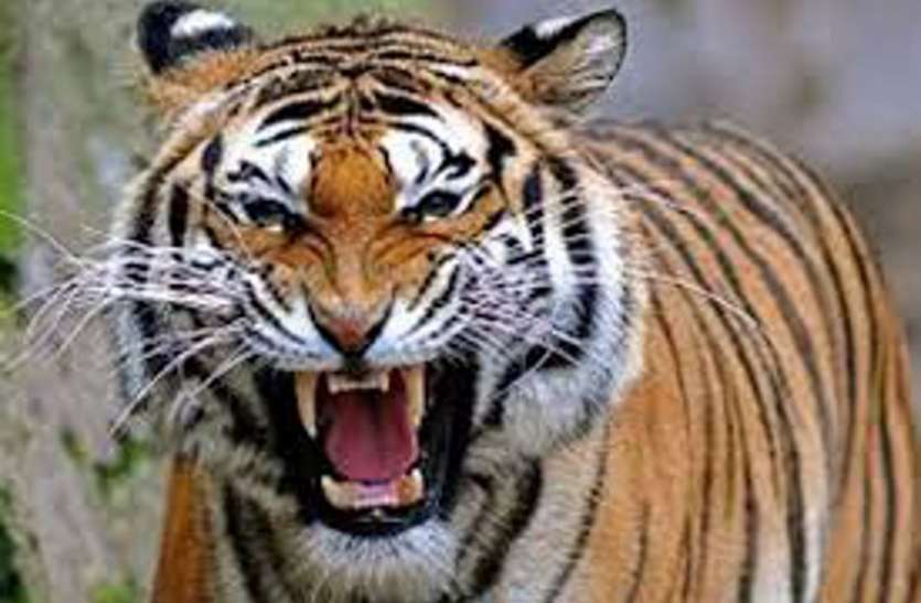tiger जब बाघिन अपने बच्चों को खतरा जान गुर्राते हुए गणना दल की तरफ बढ़ी...तो हुआ ये
