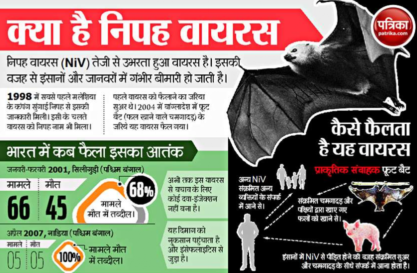 nipah virus केरल में जानलेवा निपह वायरस की पुष्टि, लक्षण दिखते ही ऐसे करें बचाव