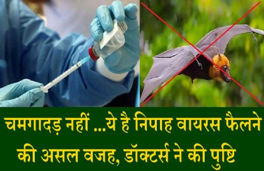 nipah virus