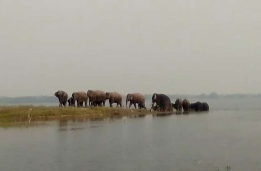 elephant news महानदी के अमेठी घाट पर पहुंचा जंगली हाथियों का दल, वन विभाग ने ग्रामीणों को किया अलर्ट
