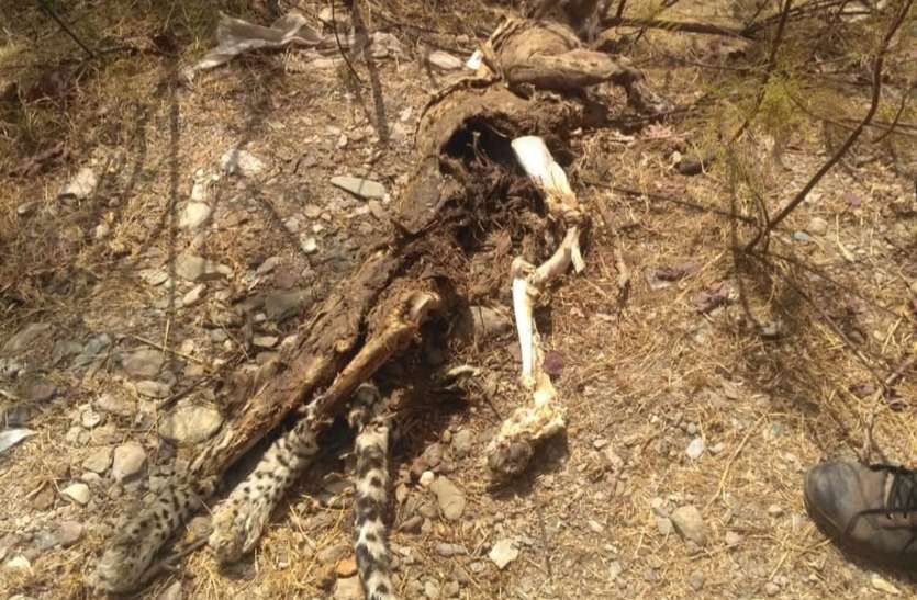 Leopard dead in forest area Barwah जंगल में मिला तेंदुए का शव, भूख व प्यास से मरने की आशंका
