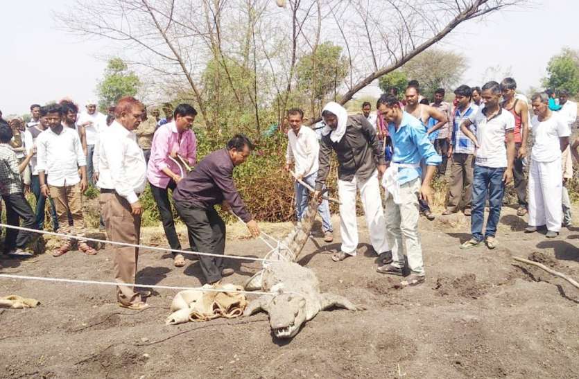 Letest Crocodile Rescue News In Hindi Neemuch Crocodile Rescue News डेढ़ क्विंटल वजनी मगरमच्छ को पकडऩे में लगा एक घंटा