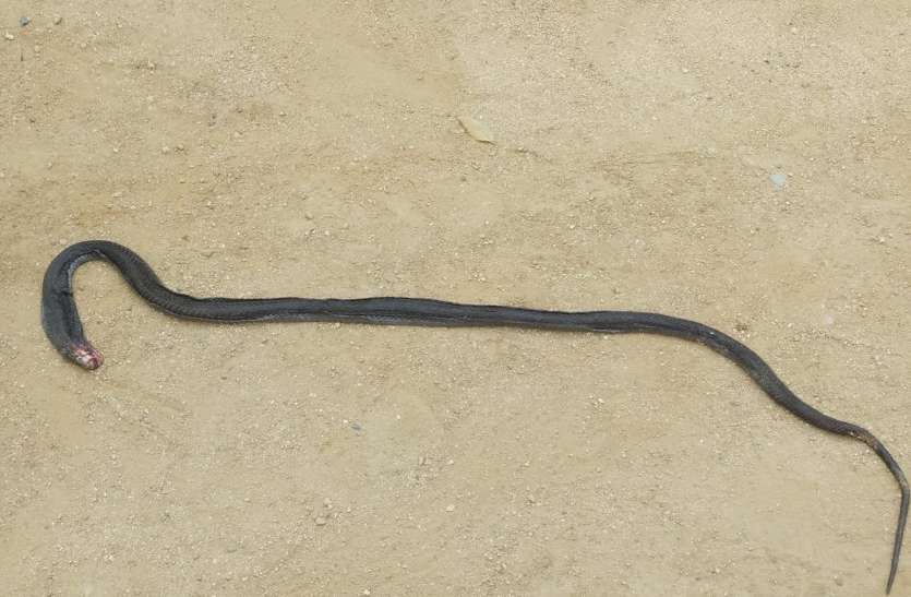 Killed snake देखें Exclusive Video : पिंजरे में बंद चूहों को देख शिकार करने घुस गया जहरीला सांप, उल्टा पड़ा दाव और चूहों ने मिलकर मार डाला