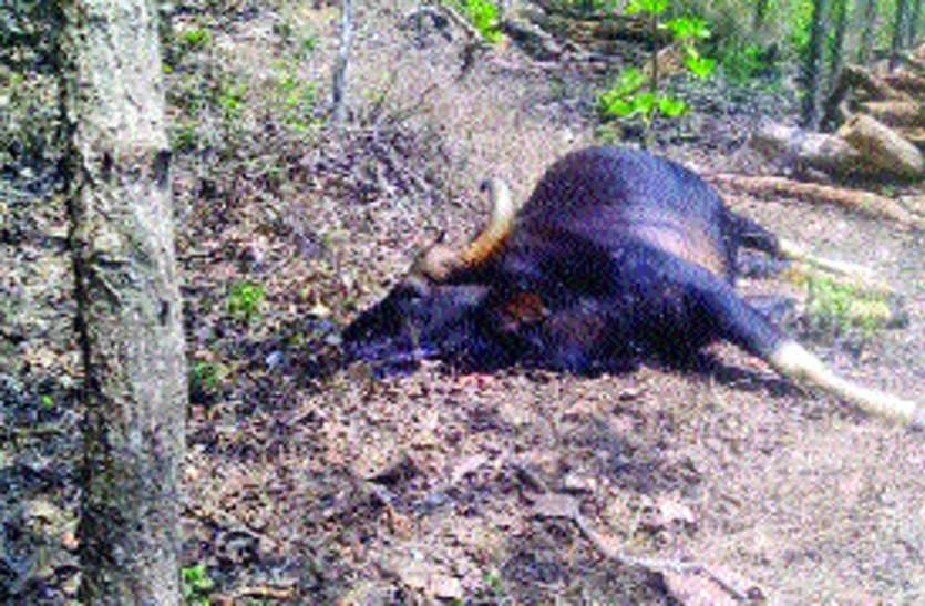 काली वन क्षेत्र में अब तक 15 जंगली भैसों की मौत काली वन क्षेत्र में अब तक 15 जंगली भैसों की मौत
