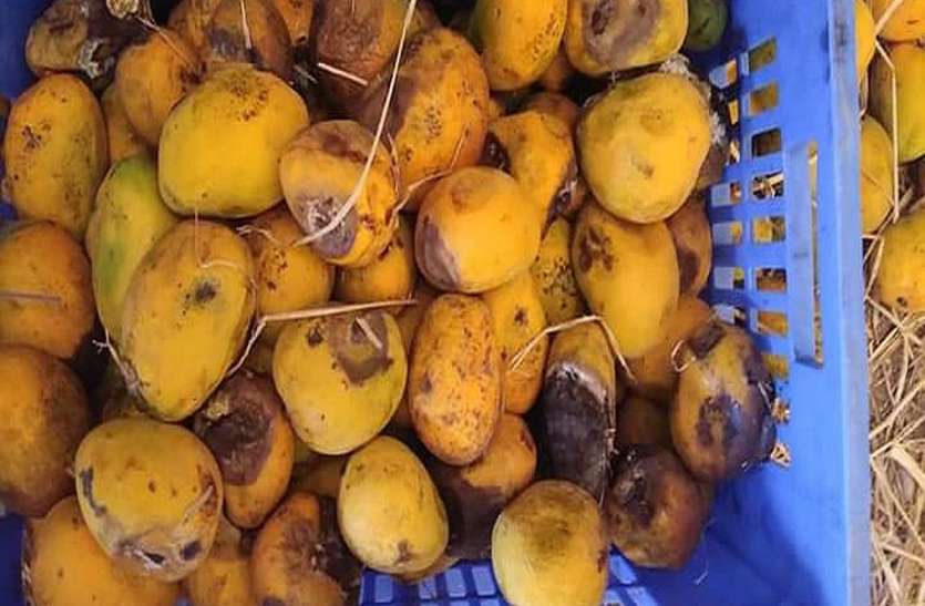 patrika वाडीलाल कंपनी में सड़े गले फलों से बनाया जा रहा था ज्यूस