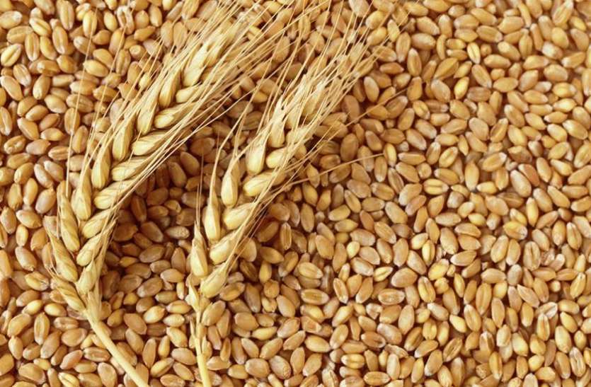 Wheat पिछले साल के मुकाबले सरकार ने 1.7 फीसदी कम खरीदा गेहूं, 337 लाख टन की खरीदारी