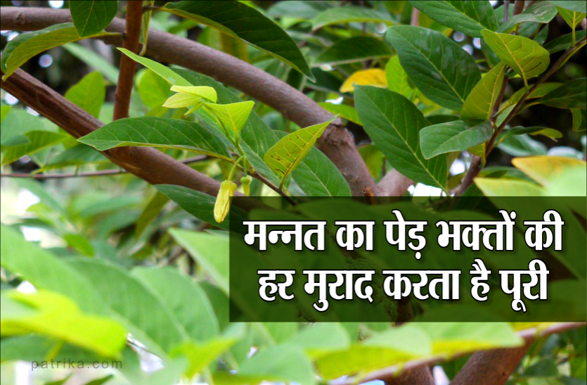 mannat tree इस प्रसिद्ध मंदिर में लगा है मन्नत का पेड़, भक्तों की मांगी हर मुराद करता है पूरी