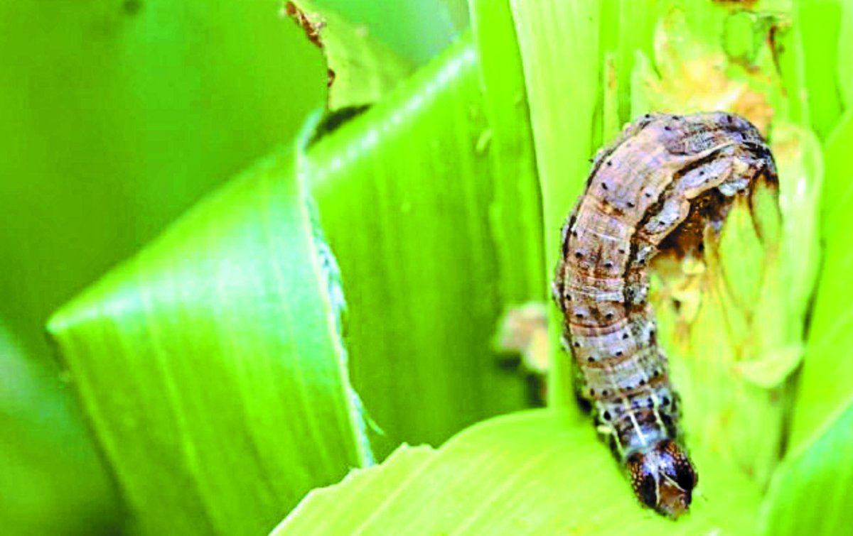 download army worms 2022