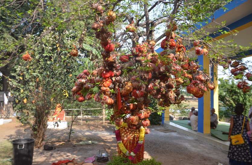 mannat tree