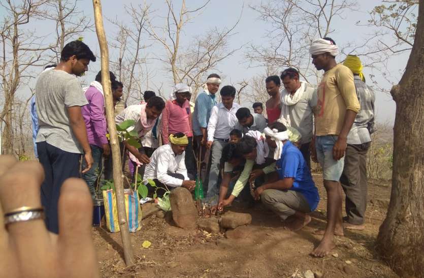 seoni बंजर पहाड़ी पर हरियाली लाने बहा रहे पसीना