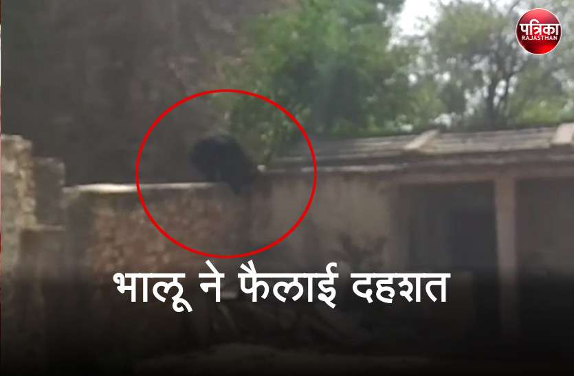 Bear Attack