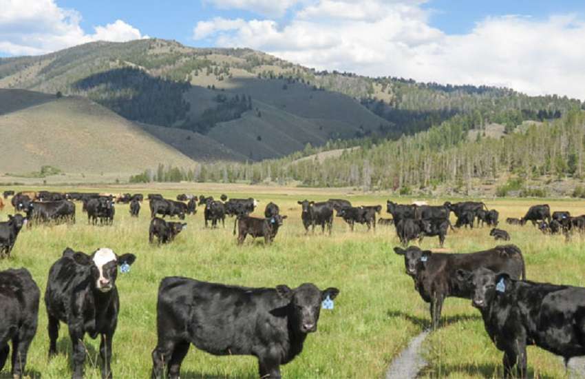 cow