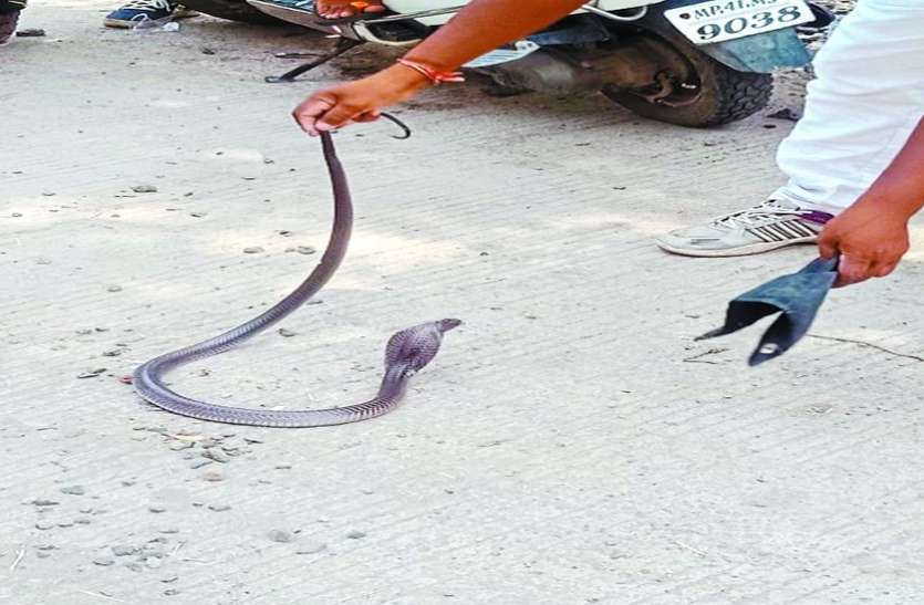 indore कॉलोनी मे घुसा जहरीला कोबरा सांप, मशक्कत के बाद पकड़ में आया
