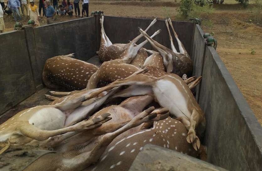 Chhattisgarh छत्तीसगढ़ के इस गांव में मिला 12 हिरणों का शव, जिसने भी देखा फटी रह गई आंखें
