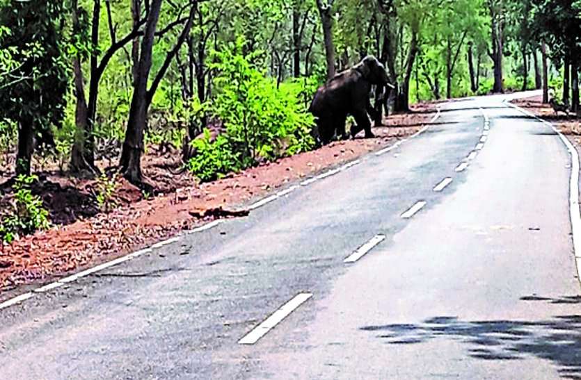 The Village of Rural and Forest Department Leaves the Relief of Relief सेप्टिक टैंक में गिरने से गौर शावक की मौत