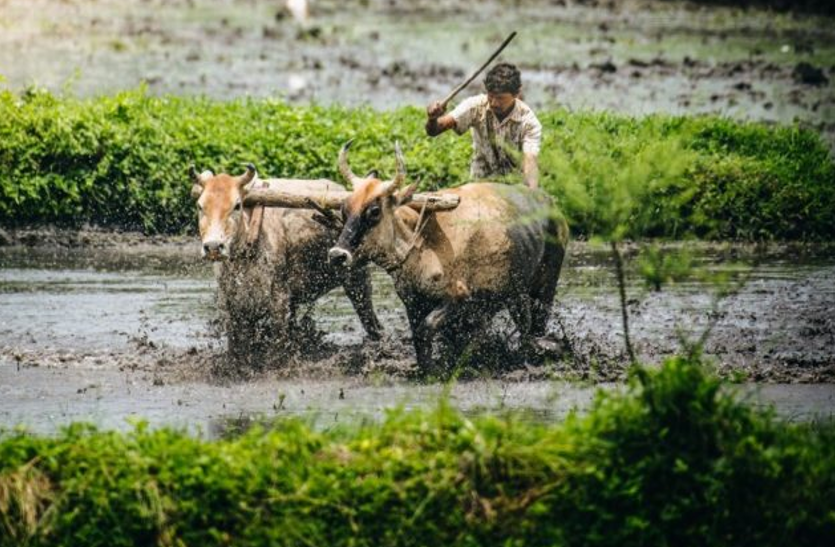 farmers किसानों के लिए लाई गई नवीन सरकार की 'कालिया' योजना का दायरा बढ़ा, 32.34 लाख किसान और जुड़ेगे