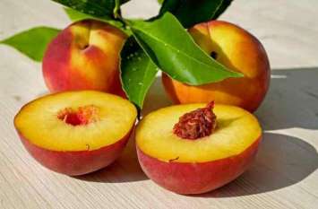 Peach fruit has multiple health benefits, it is useful to cure cancer कैंसर के लिए नहीं पड़ेगी कीमोथेरेपी की जरूरत, आडू खाते ही दूर होंगी ये 10 दिक्कतें