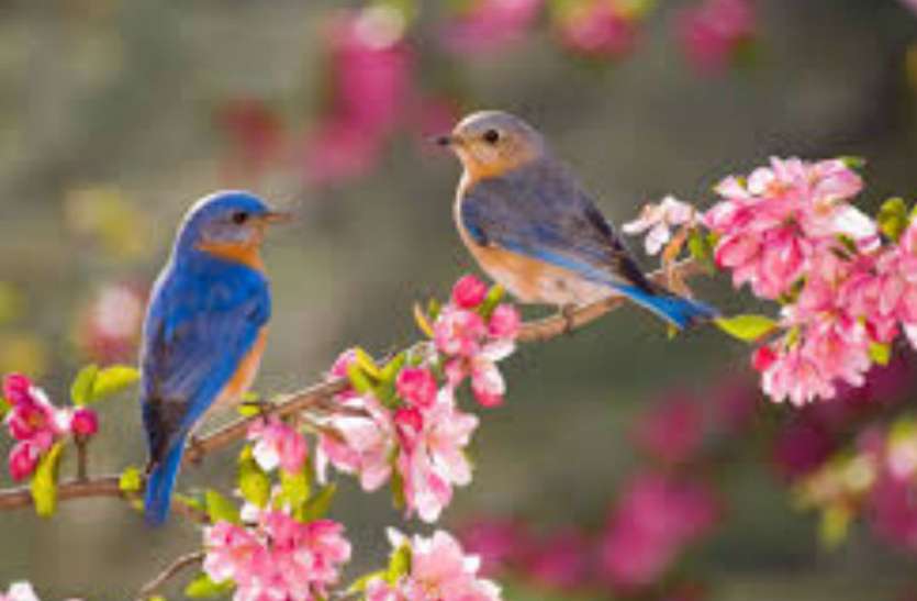bird गंगा दशहरा 12 जून को, पक्षियों पर मँडरा रहा मौत का खतरा