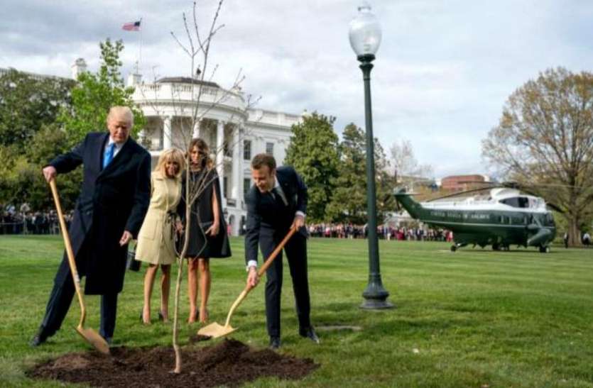 trump सूख गया अमरीका और फ्रांस की दोस्ती का प्रतीक माने जाने वाला 'ओक' का पेड़