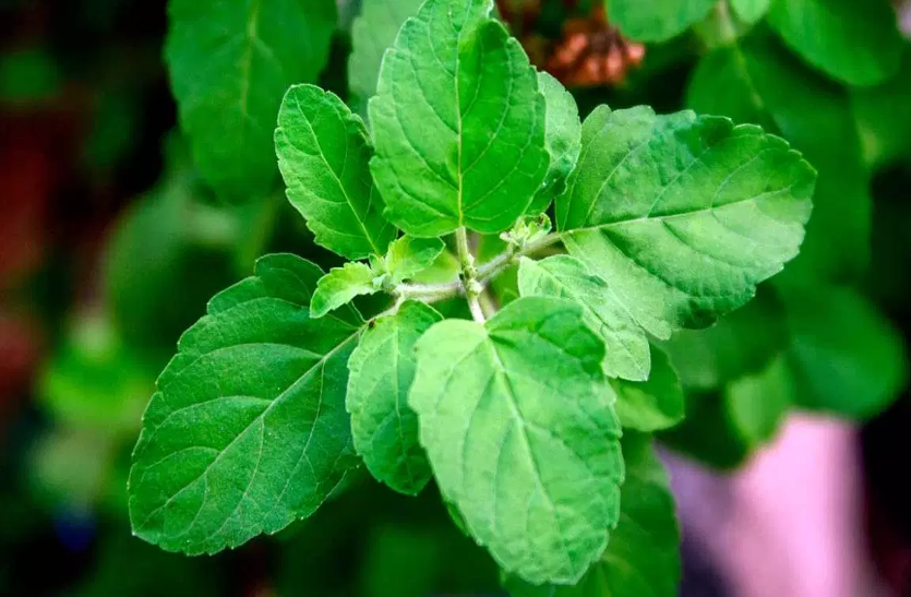 never-consume-tulsi-with-boil तुलसी को उबाल कर कभी न सेवन करें, सेहत को होगा बहुत नुकसान
