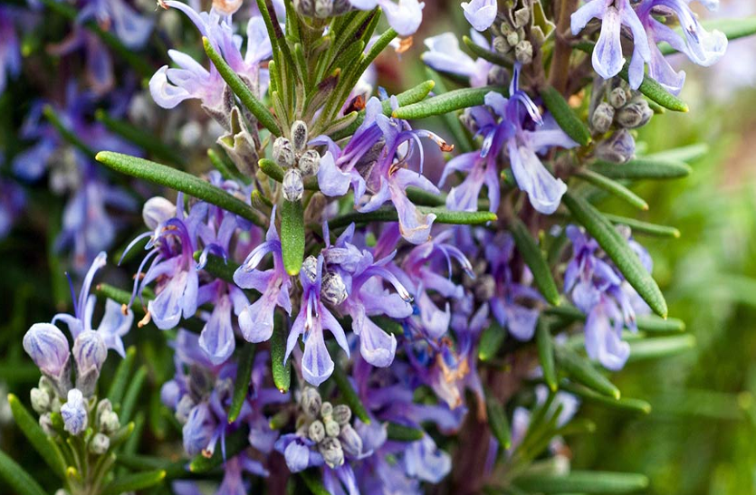 rosemary-of-benefits इस फूल की सुगंध से बढ़ती है मेमोरी
