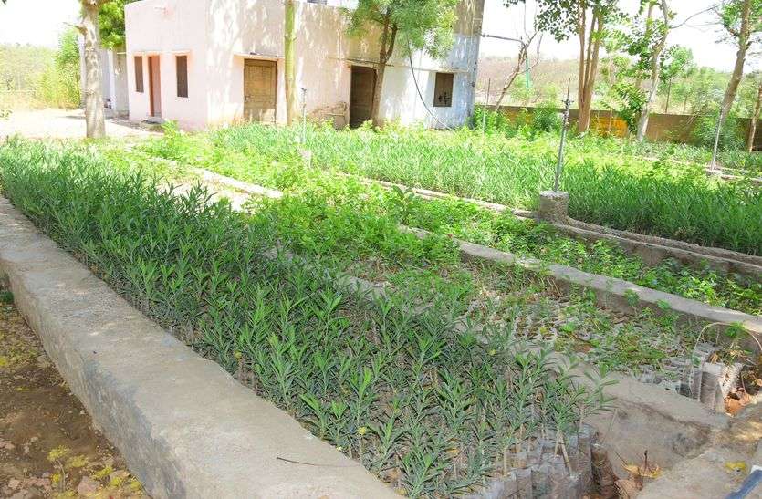Plant is to grow then buy from Kishangarh पौधे उगाने है तो किशनगढ़ से करो खरीद